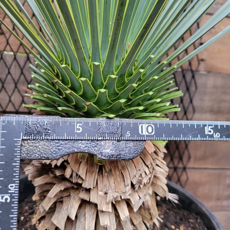 ユッカ ロストラータ　 Yucca rostrata　1