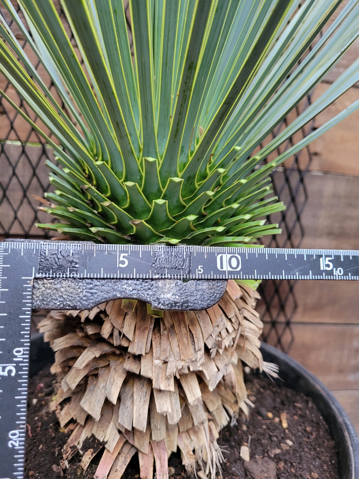 ユッカ　ロストラータ　1 ユッカ ロストラータ yucca rostrata No.1 | mana's farm:塊根