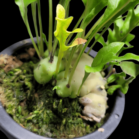 Lecanopteris mirabilis　レカノプテリス・ミラビリス