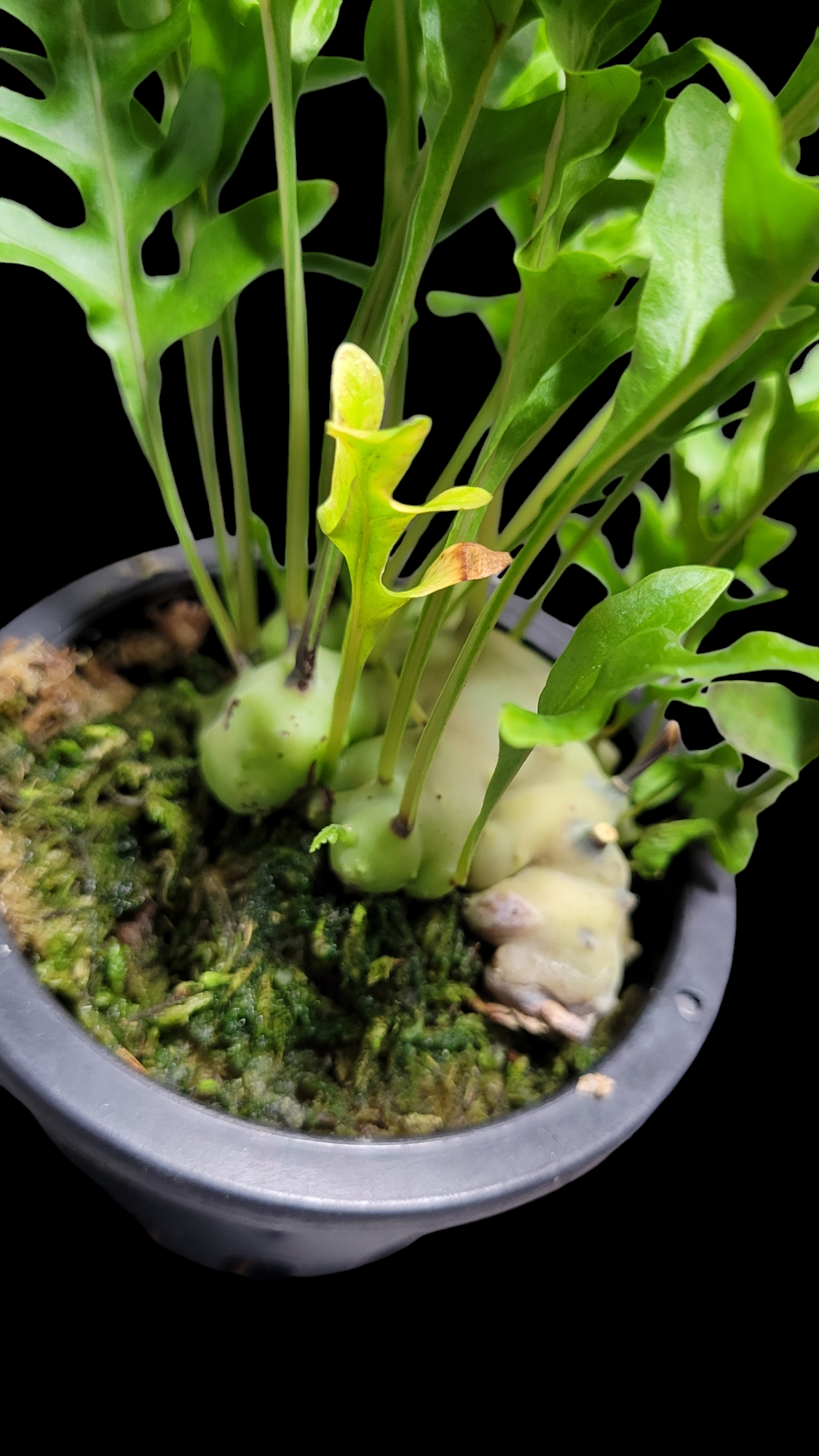 Lecanopteris mirabilis レカノプテリス・ミラビリス | ガレージプラス