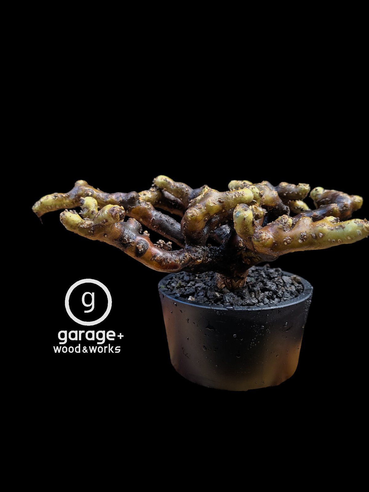 Sarcocaulon multifidum | ガレージプラス Wood&Works Sarcocaulon multifidum | ガレージプラス Wood&Works