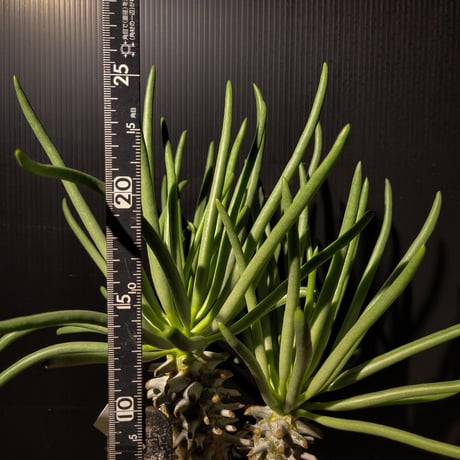 "Tylecodon cacalioides"