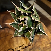 Agave Titanota "barracuda" アガベ チタノタ "バラクーダ"