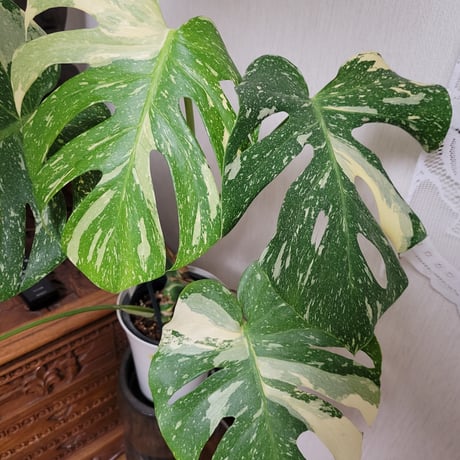 モンステラ.デリシオーサ(Monstera deliciosa )