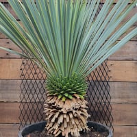 ユッカ ロストラータ　 Yucca rostrata　1