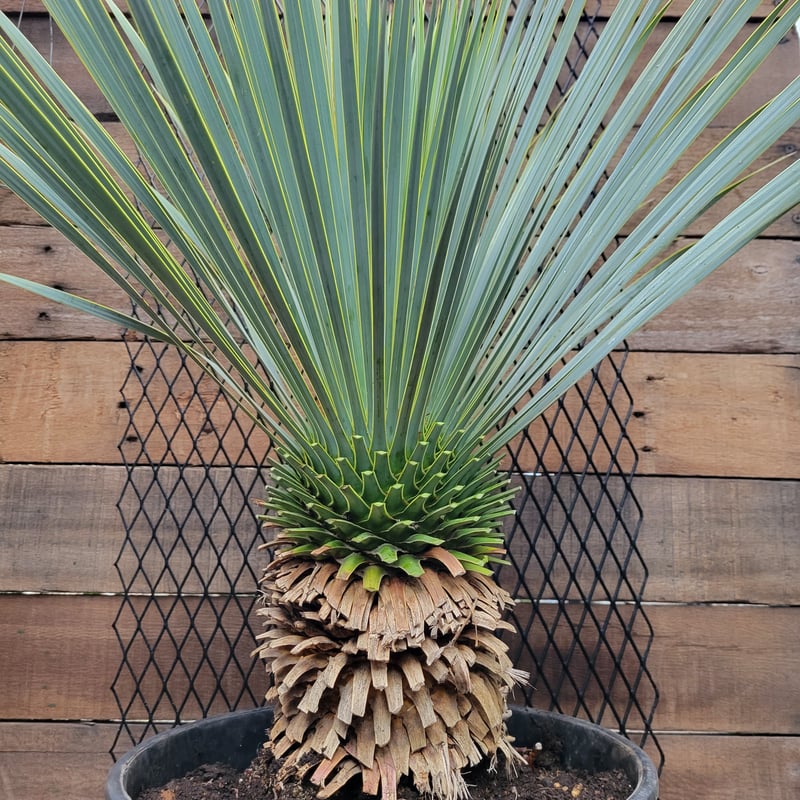 ユッカ ロストラータ Yucca rostrata 1 | ガレージプラス Wood&Works