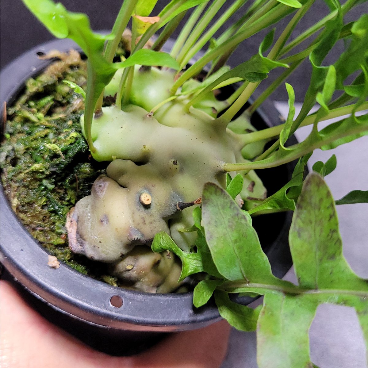 Lecanopteris mirabilis レカノプテリス・ミラビリス | ガレージプラス