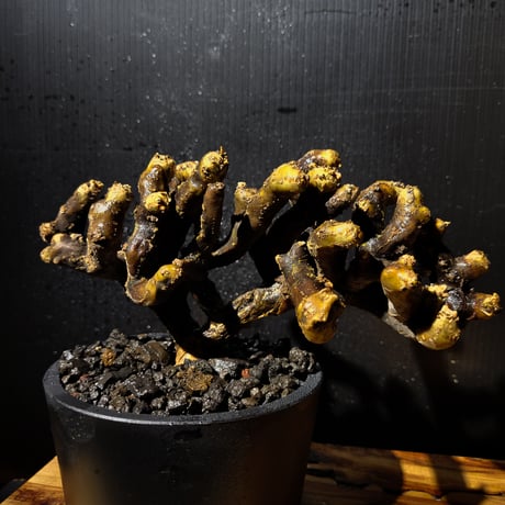 Sarcocaulon multifidum
