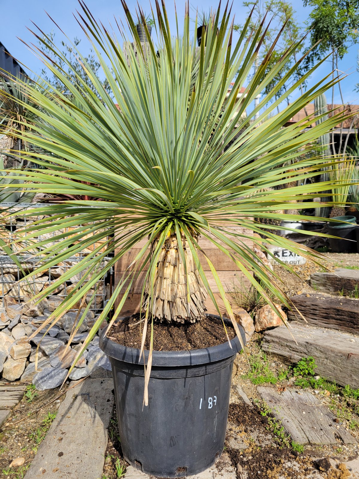 ユッカ ロストラータ Yucca rostrata | ガレージプラス Wood&Works