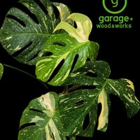 モンステラ.デリシオーサ(Monstera deliciosa )