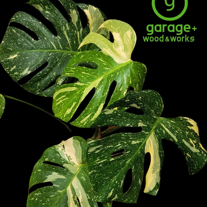 モンステラ.デリシオーサ(Monstera deliciosa ) | ガレージ