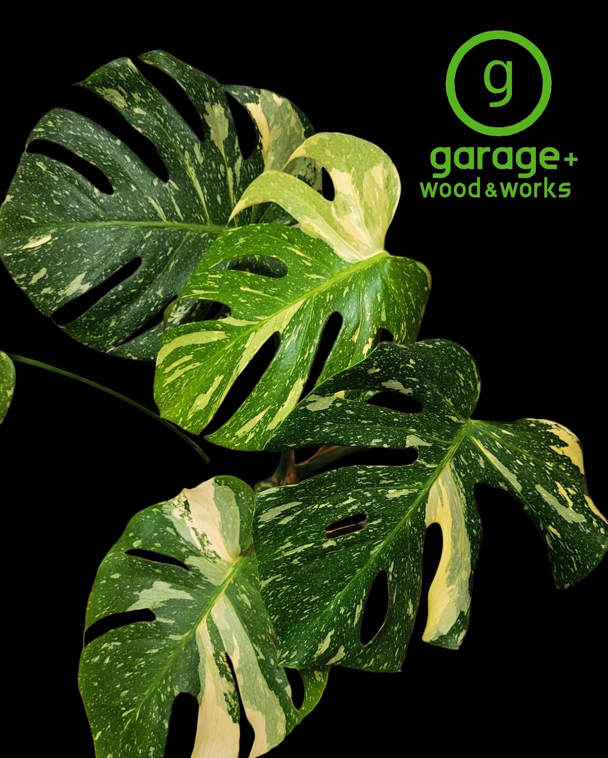 専用 Monstera Unniiae モンステラ デリシオーサ ウンニアエ 専用