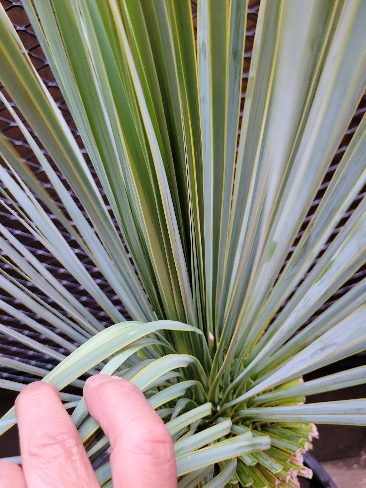 ユッカ ロストラータ Yucca rostrata 1 | ガレージプラス Wood&Works