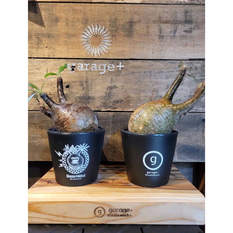 garage＋Wood&Works」✕「GREEN PRICKLE」2面プラ鉢 | ガレージ