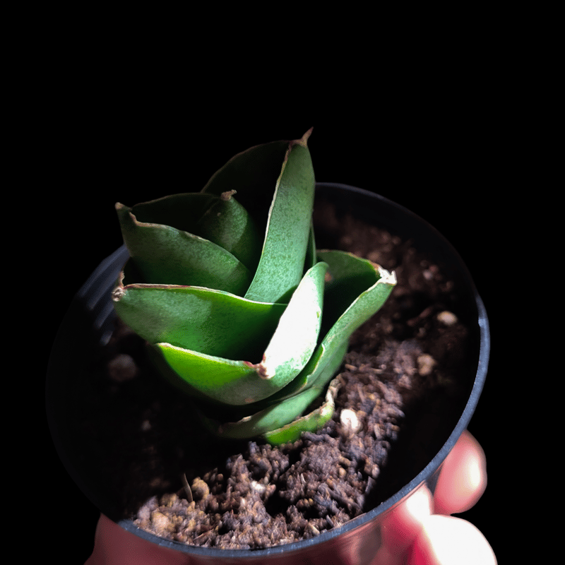 サンセベリア ベンジャロン 「Sansevieria Benjarong」 | ガレージ