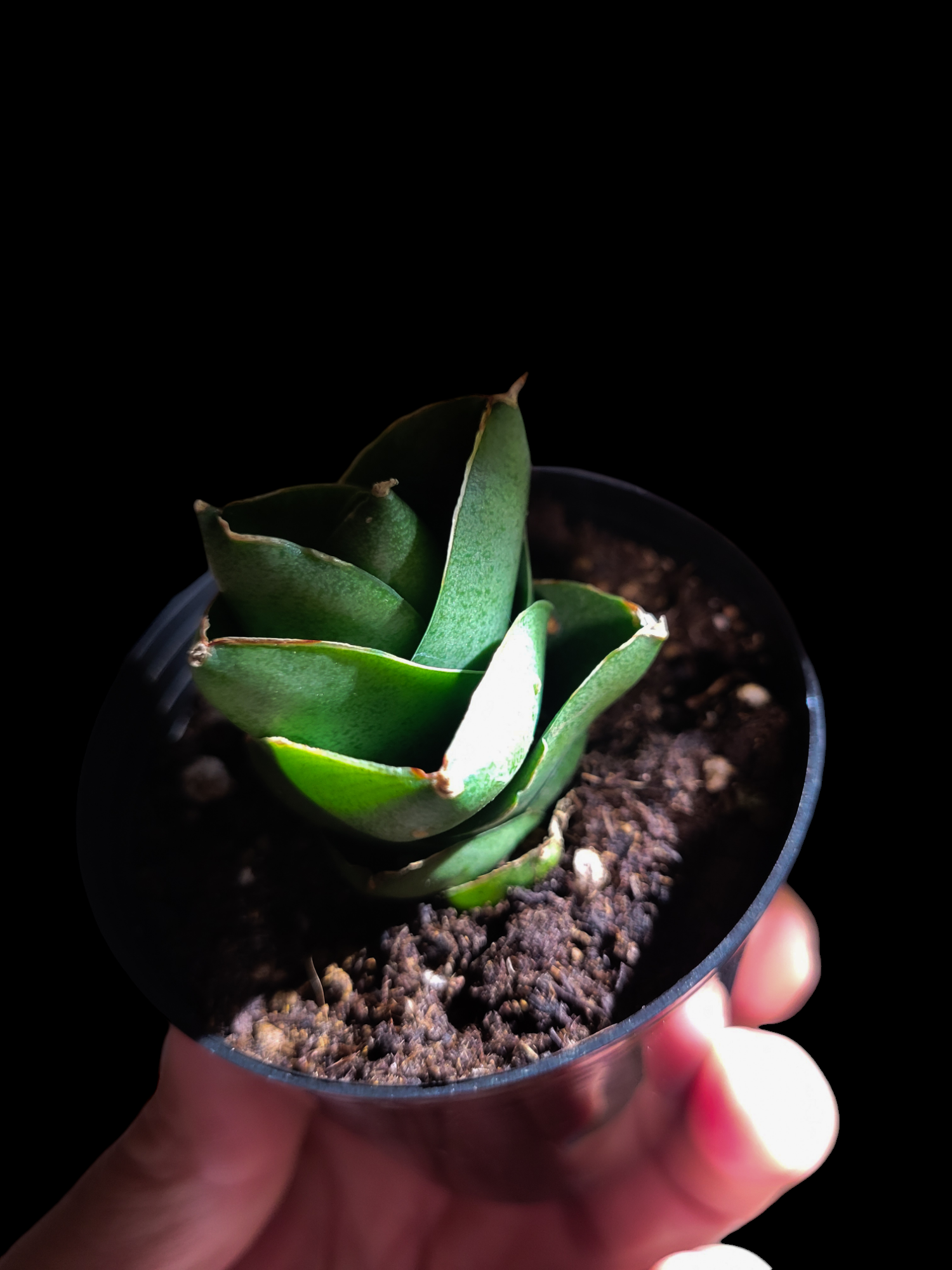 サンセベリア ベンジャロン 「Sansevieria Benjarong」 | ガレージ