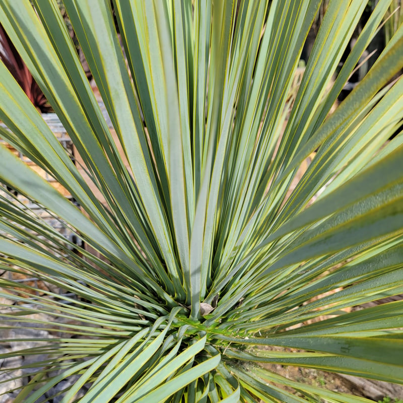 ユッカ ロストラータ Yucca rostrata | ガレージプラス Wood&Works