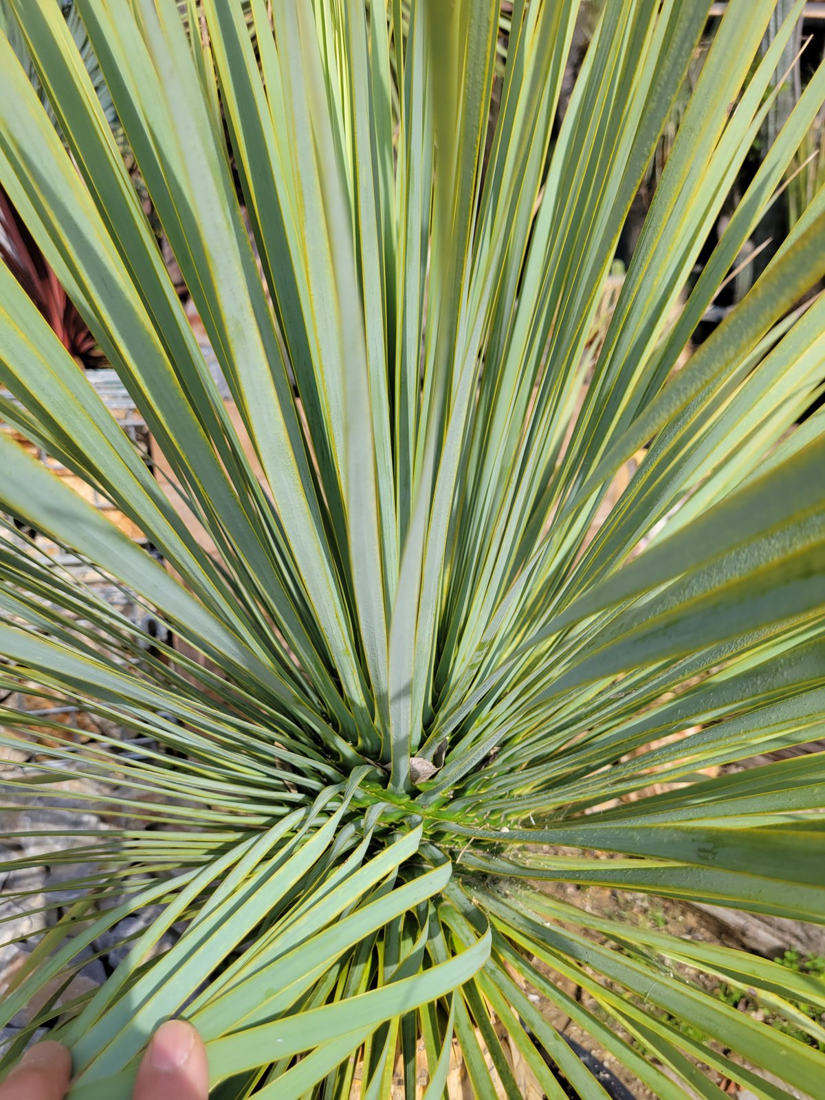 ユッカ ロストラータ Yucca rostrata | ガレージプラス Wood&Works