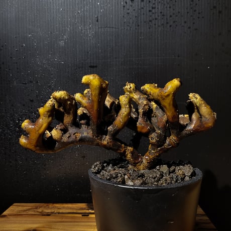 Sarcocaulon multifidum