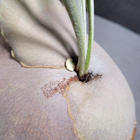 Platycerium veitchii Auburn River  ベイチー アーバン リバー