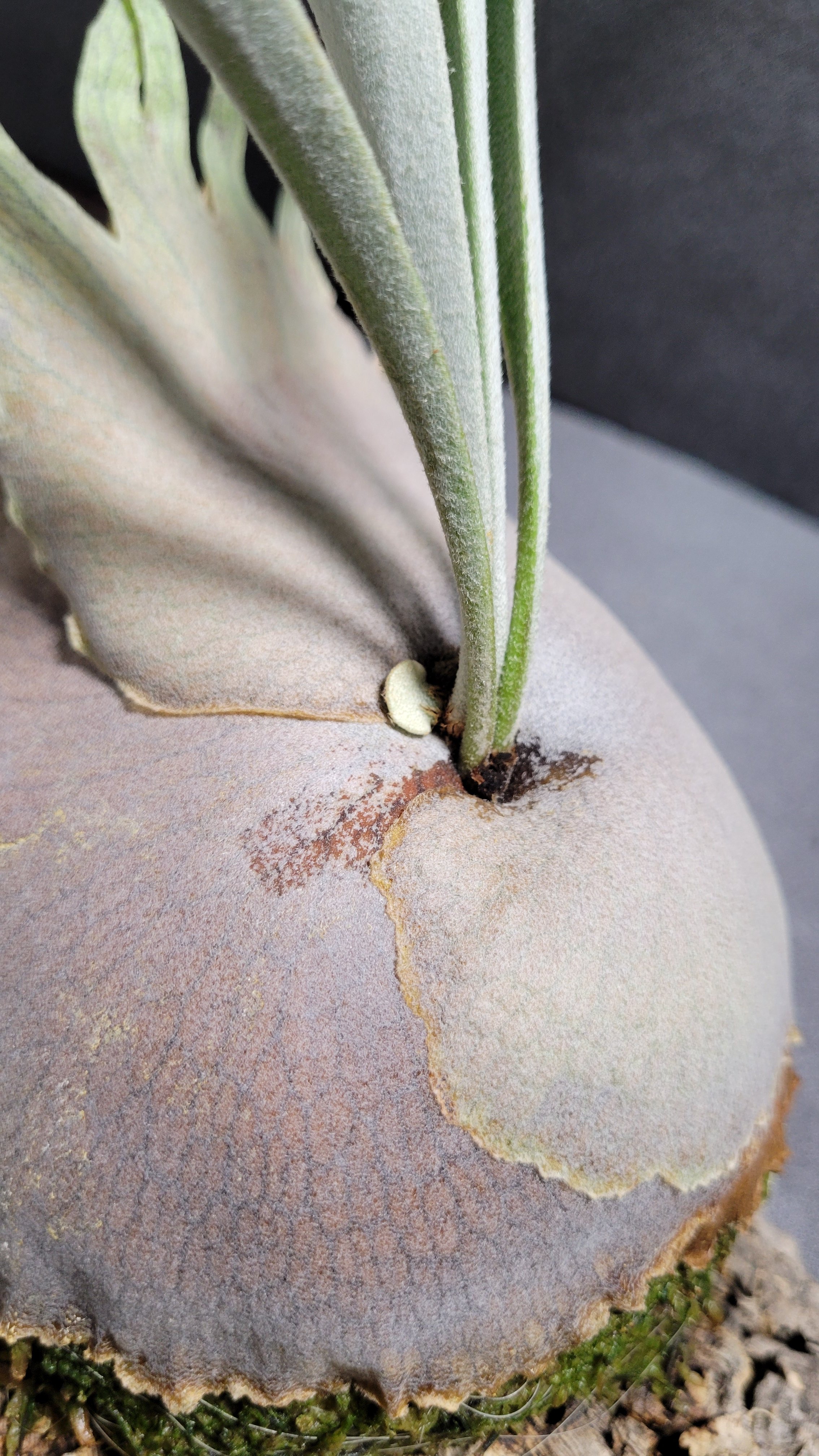 Platycerium veitchii Auburn River ベイチー アーバン リバ