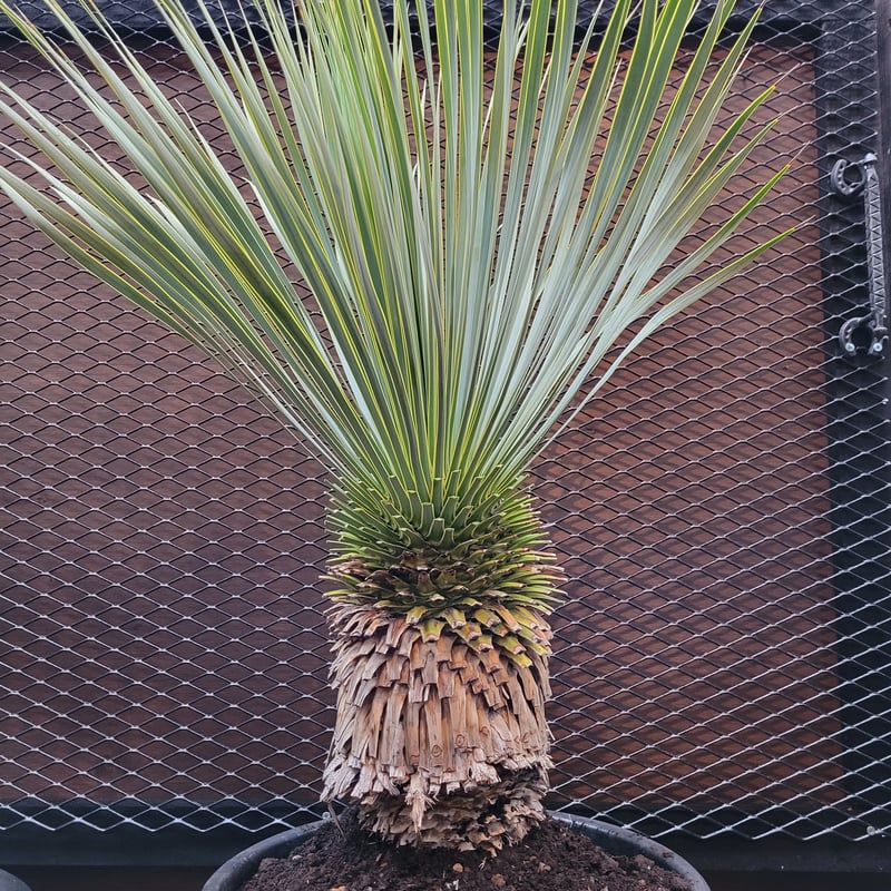 ユッカ ロストラータ Yucca rostrata 2 | ガレージプラス Wood&Works