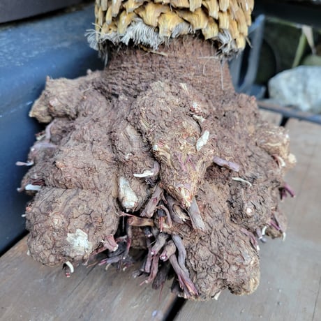 ユッカ ロストラータ" Yucca rostrata"