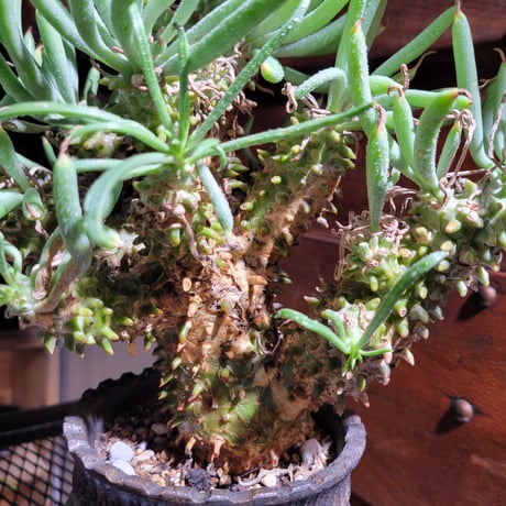 チレコドンワリチー Tylecodon Wallichii　鉢付き