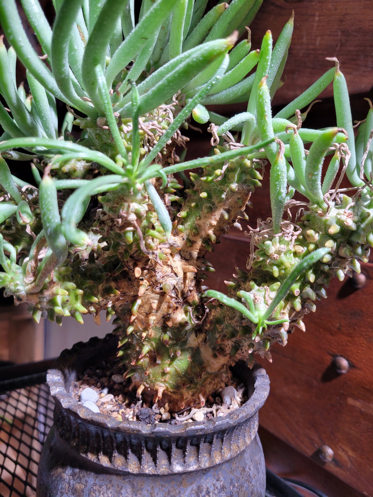 チレコドンワリチー Tylecodon Wallichii 鉢付き | ガレージプラス Woo