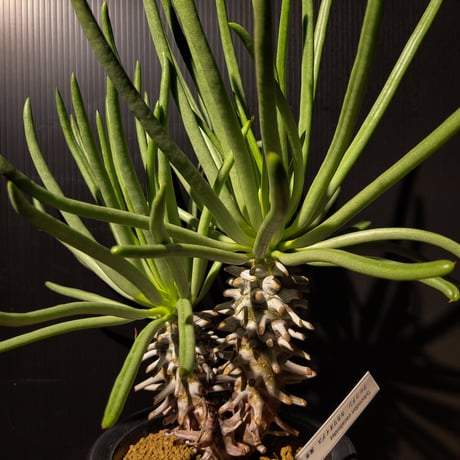 "Tylecodon cacalioides"