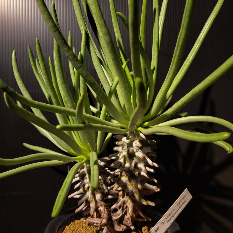 Tylecodon cacalioides