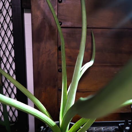 サンスベリア  ダンシングドラゴン Sansevieria Dancing Dragon