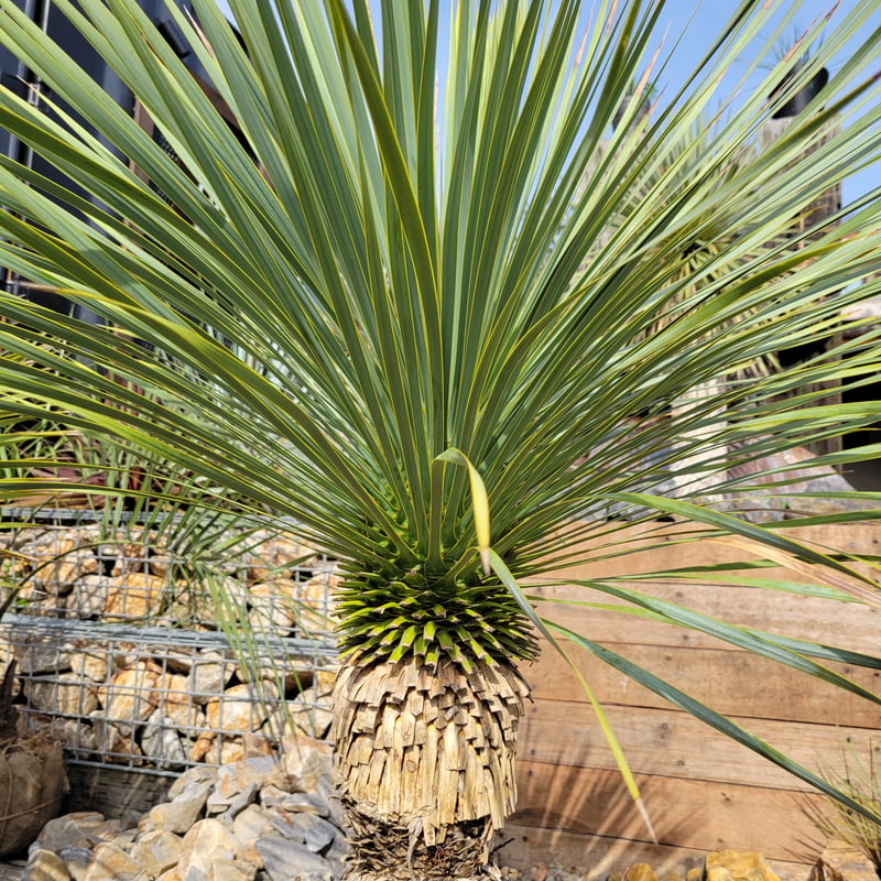 #91 ユッカ ロストラータ yucca rostrata（発根済） ユッカ ロストラータ Yucca rostrata | ガレージプラス Wood&Works