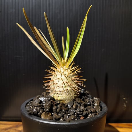 Pachypodium gracilius 実生