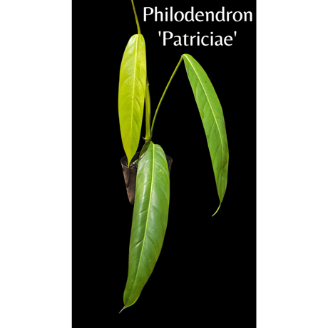 フィロデンドロン パトリシアエ Philodendron 'Patriciae'