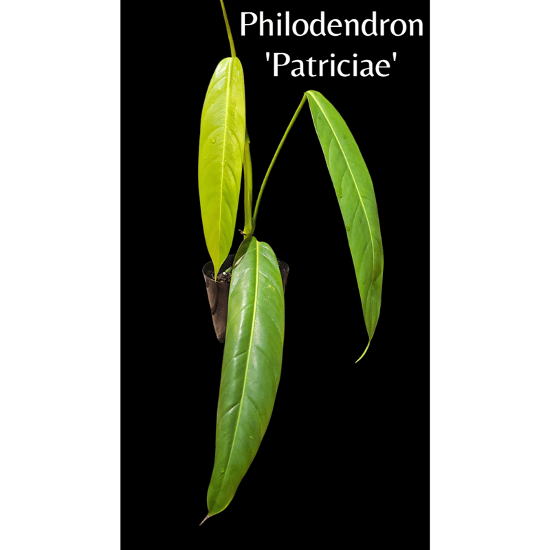 フィロデンドロン パトリシアエ Philodendron 'Patriciae' | ガレージ