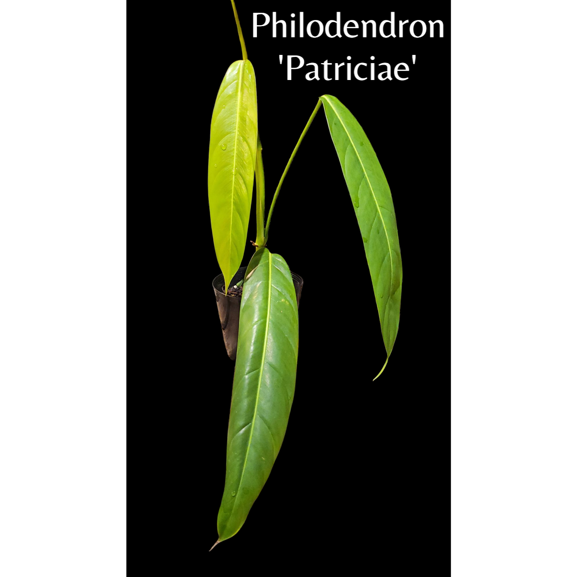 フィロデンドロン パトリシアエ Philodendron 'Patriciae' | ガレージ