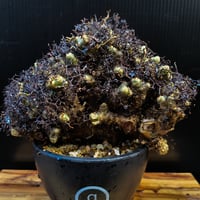 Tylecodon reticulatus