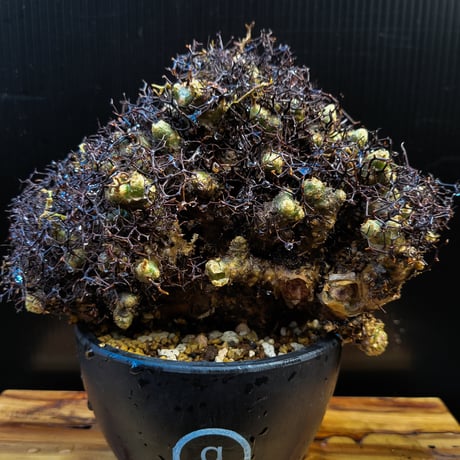 Tylecodon reticulatus