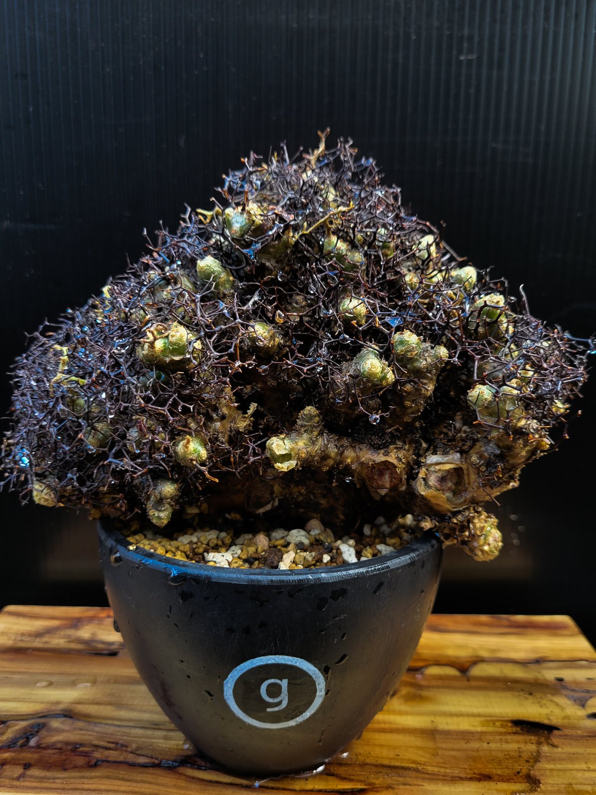 Tylecodon reticulatus | ガレージプラス Wood&Works