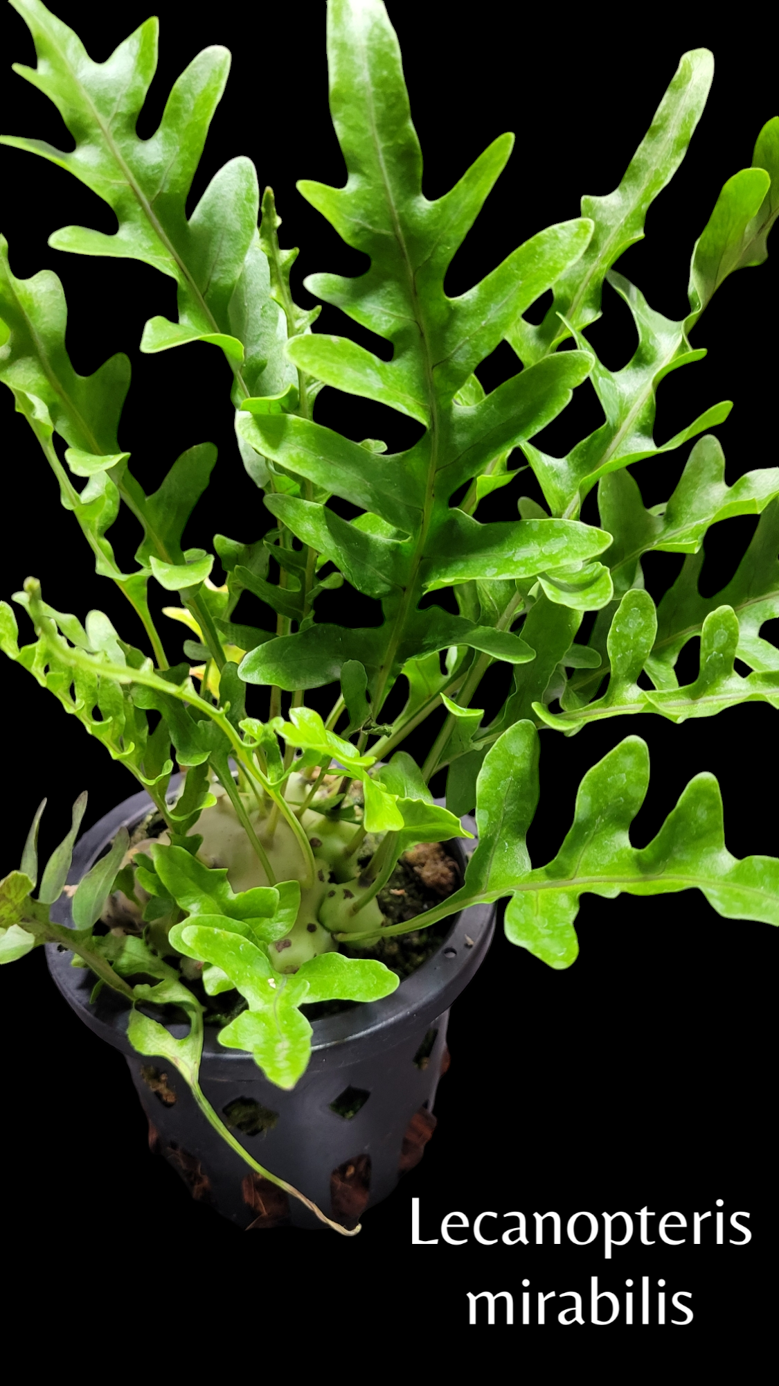 Lecanopteris mirabilis レカノプテリス・ミラビリス | ガレージプラス