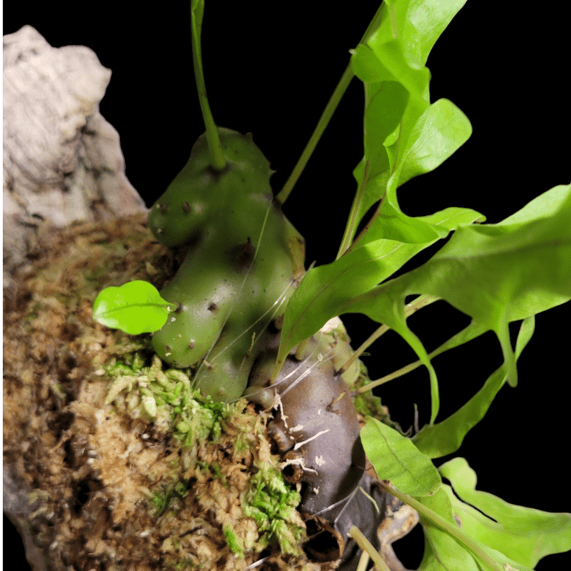 Lecanopteris carnosa Minahasa, Manado, North Su