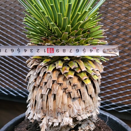 ユッカ ロストラータ　 Yucca rostrata　2