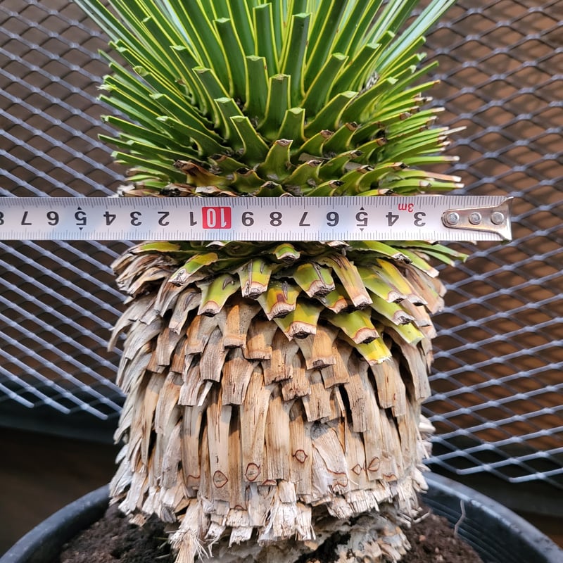 ユッカ ロストラータ ② ユッカ ロストラータ Yucca rostrata 2 | ガレージプラス Wood&Works