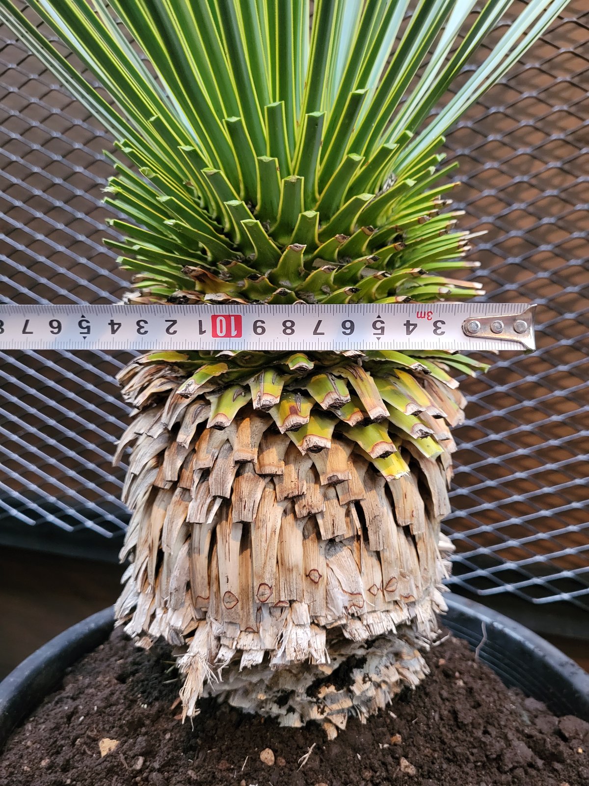 ユッカ ロストラータ Yucca rostrata 2 | ガレージプラス Wood&Works