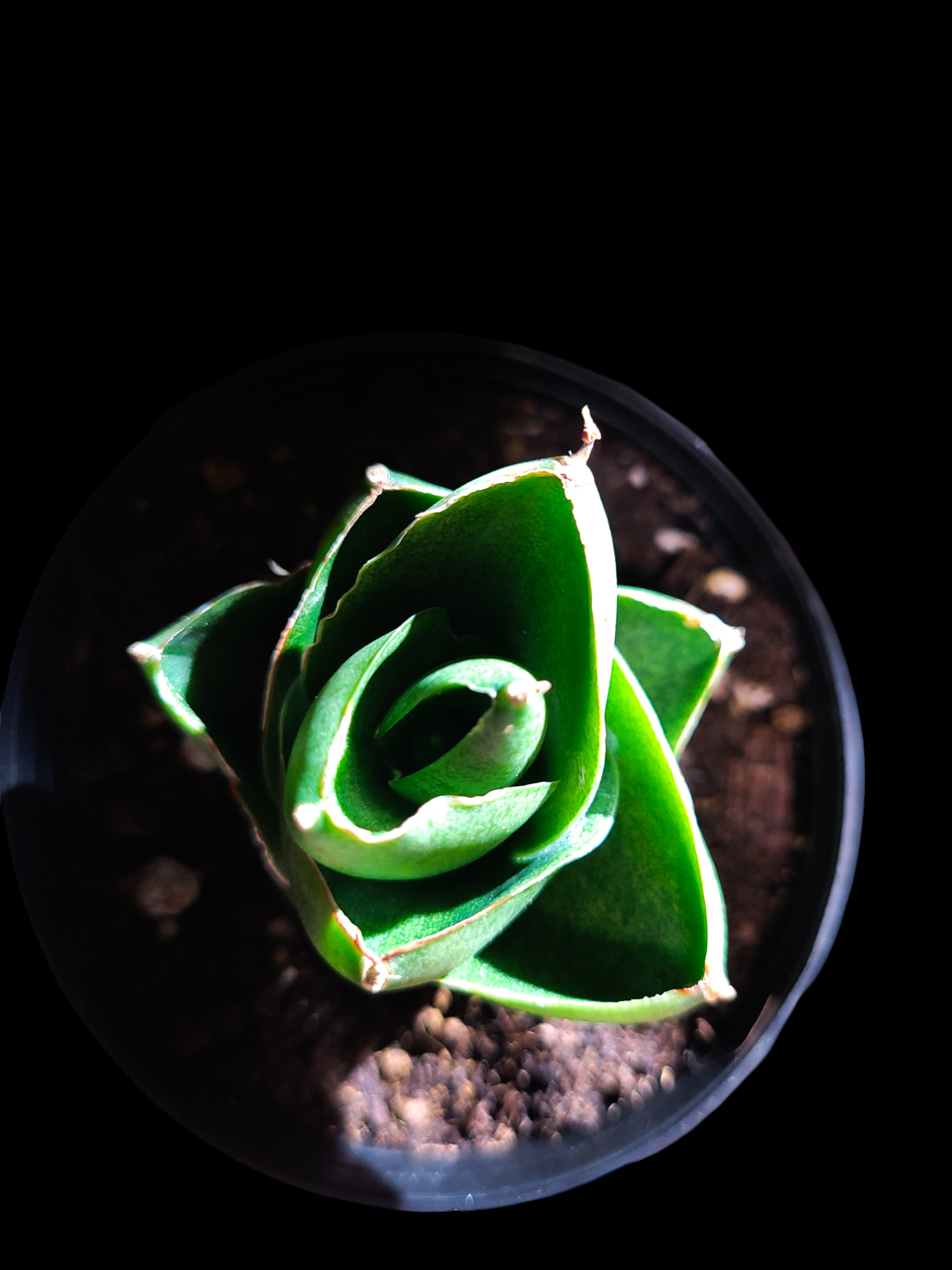 サンセベリア ベンジャロン 「Sansevieria Benjarong」 | ガレージ