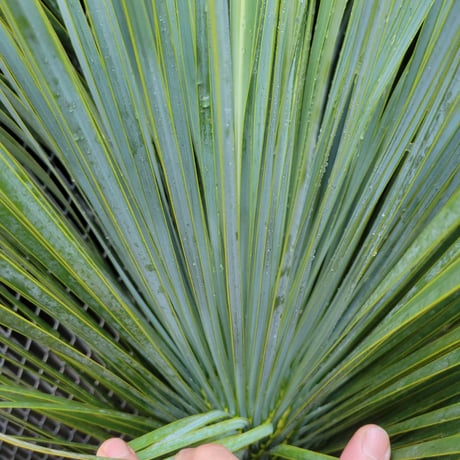 ユッカ ロストラータ　 Yucca rostrata　B