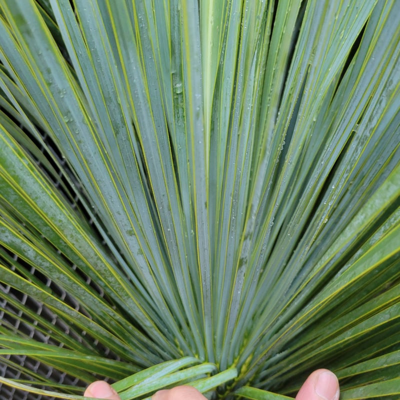 ユッカ ロストラータ Yucca rostrata B | ガレージプラス Wood&Works