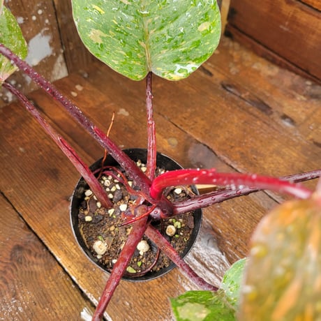 フィロデンドロン　オレンジプリンセス　ギャラクシー Philodendron Orange Princess Galaxy