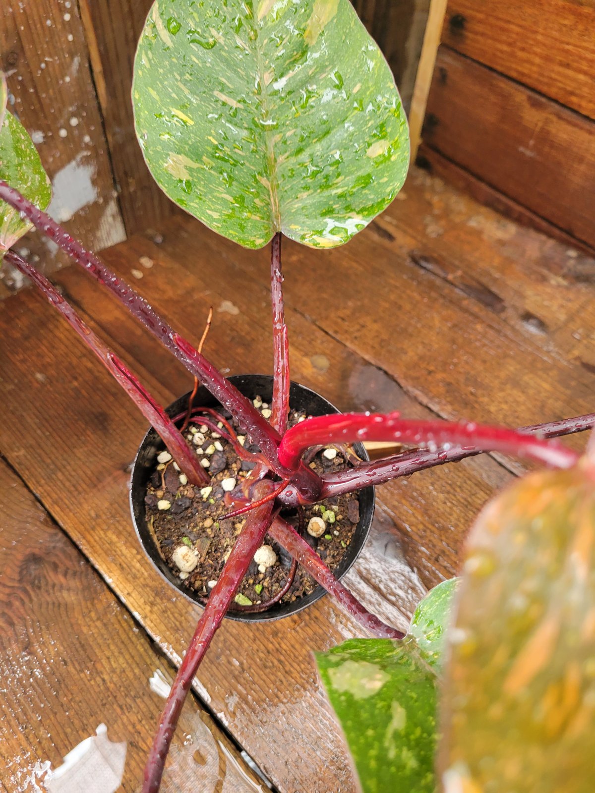 フィロデンドロン オレンジプリンセス ギャラクシー Philodendron 